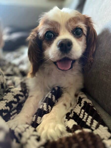 cavalier king charles spaniel senior age