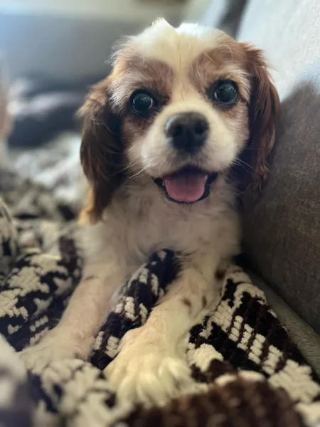 cavalier king charles spaniel senior age