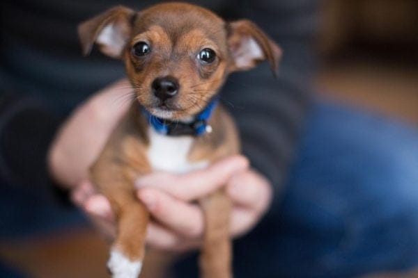 small dog adoption in viera