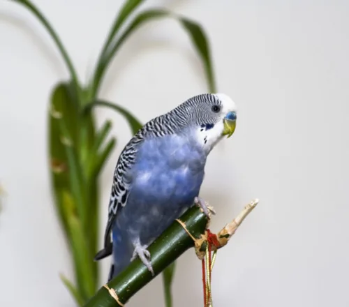 blue parakeet care 101