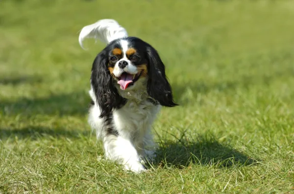 cavalier king charles spaniel dog breed near me