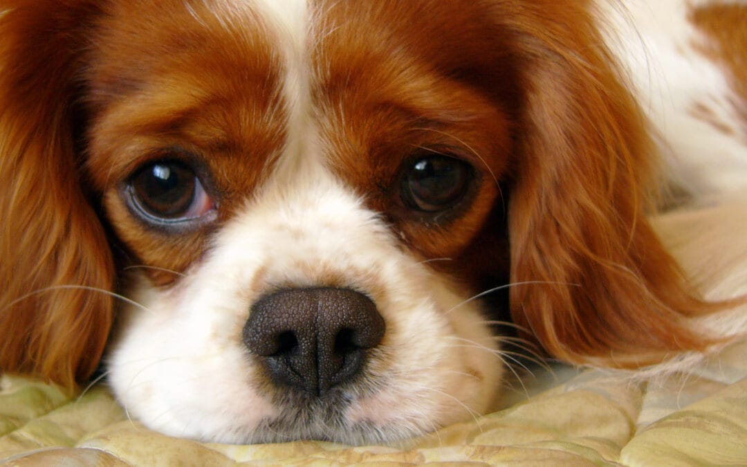 Spotlight On: Cavalier King Charles Spaniel