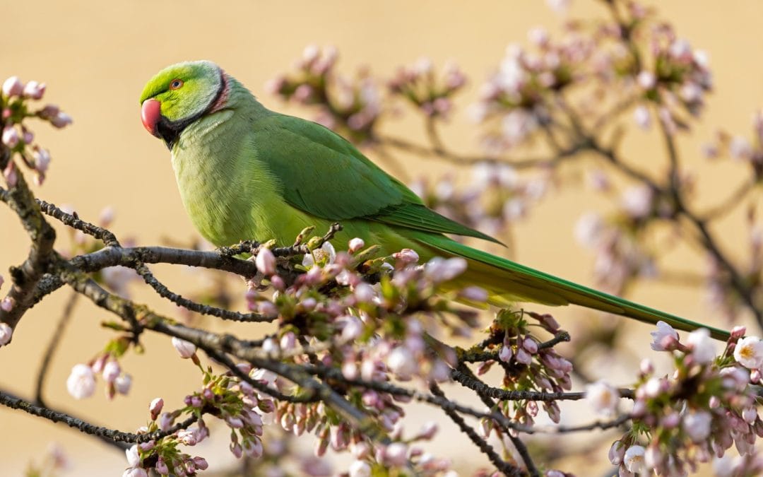 Parakeet Care 101: Must-Know Tips for Happy Bird Families in Viera & Rockledge