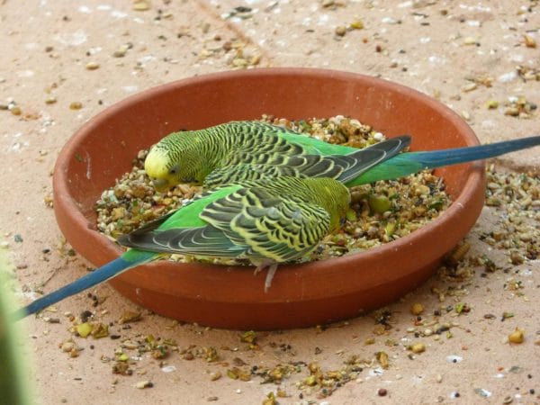 parakeet care and feeding tips for viera suntree rockledge bird parents