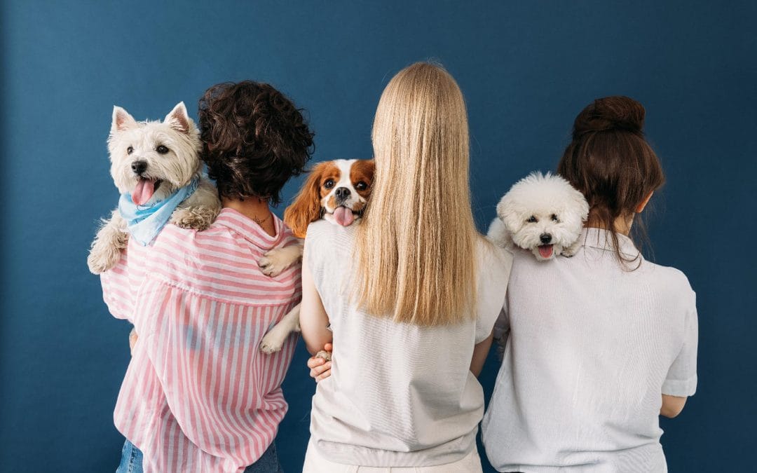 Paws & Reflect: Discover the Magic of Small Dog Adoption in Viera, FL