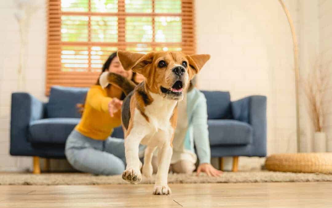 How To Transition Your Dog to Family-Style Dog Boarding in Viera