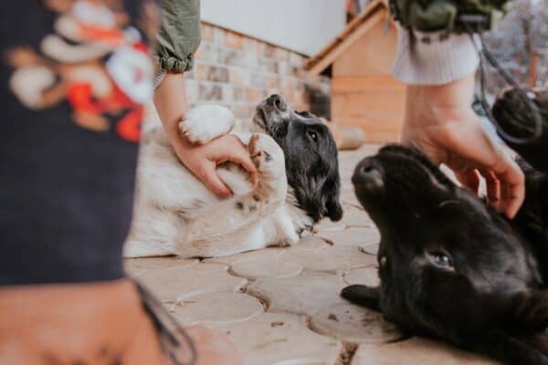 puppy socialization training in viera