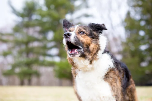 best dog sitter near me in viera