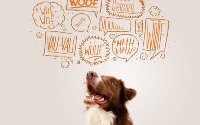 navigating pet sitting for reactive dogs in viera