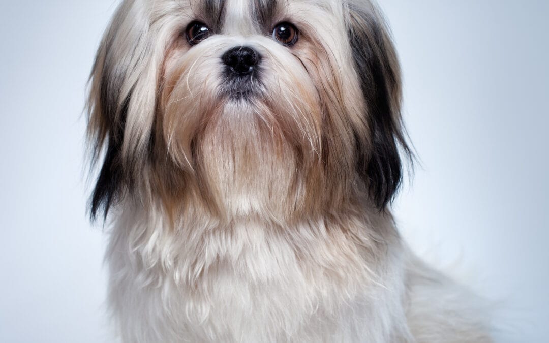 Spotlight On Shih Tzus