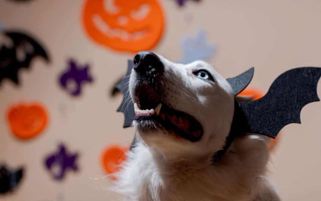 Pet-Safe Halloween Fun in Viera: Tips from Space Coast Pet Services