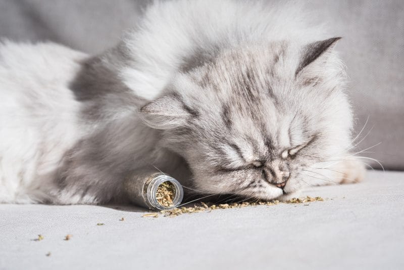 natural remedies for cats catnip