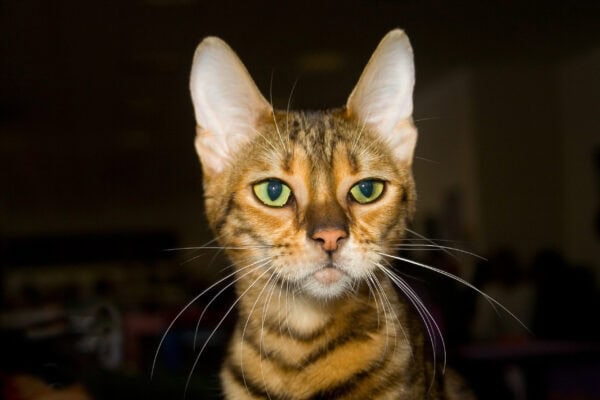 toyger cat breed cat sitter in viera