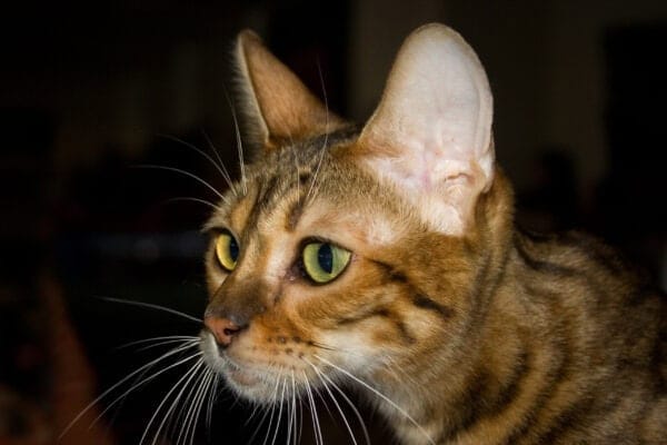cat sitting in viera toyger cats