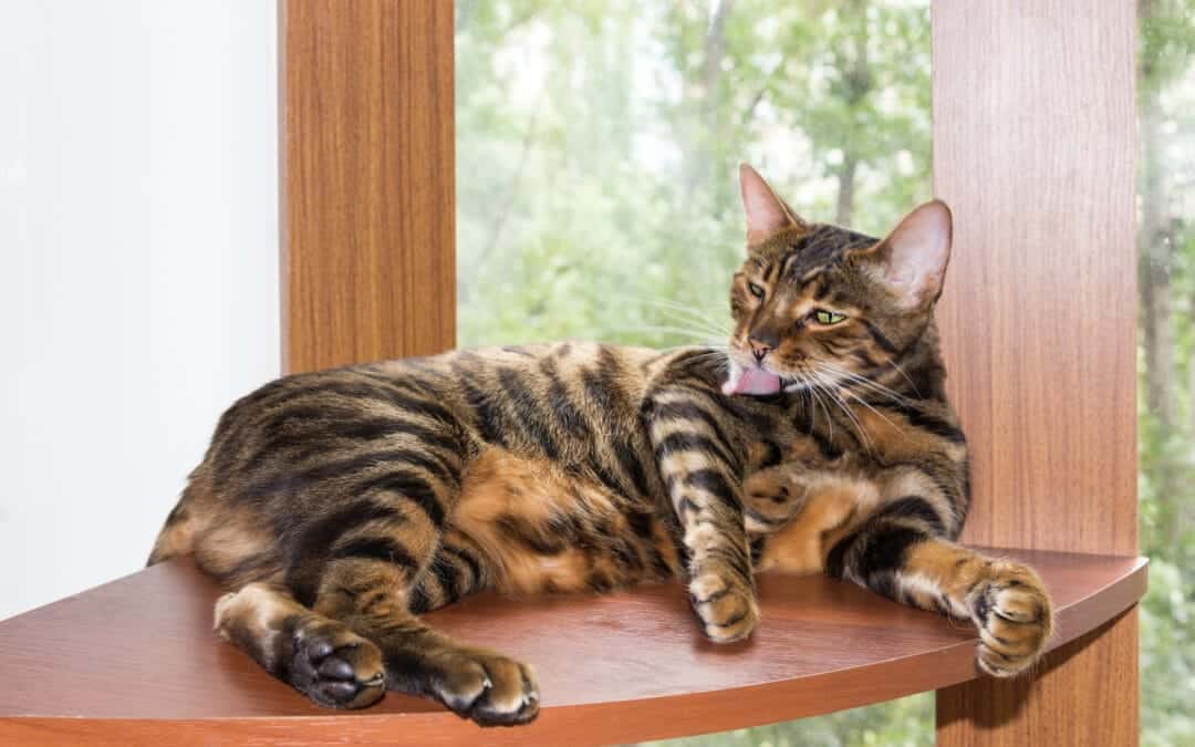 Spotlight on Toygers