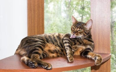 toyger cat sitter near me viera 32940