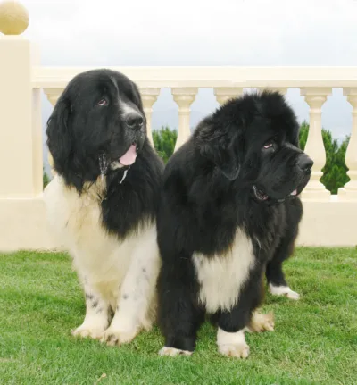 newfoundland pet sitter in viera