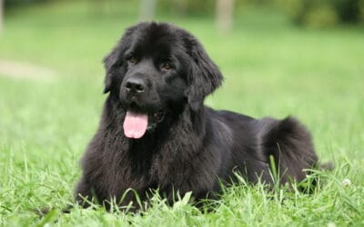 newfoundland breed viera dog sitter