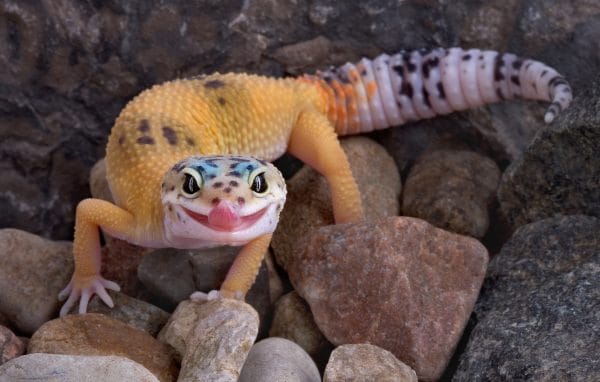 leopard gecko care in viera - a guide for local families