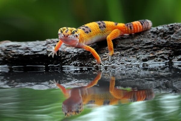 leopard gecko care in viera: a guide for local families 1