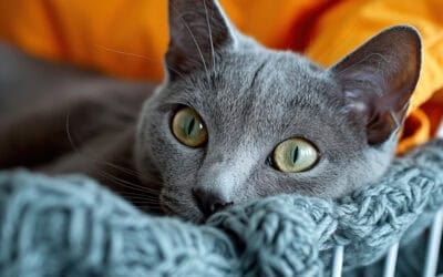 close-up of a gray cat resting on a cozy blanket, highlighting pet comfort and relaxation.