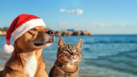 new year's resolutions to make for your pet viera florida