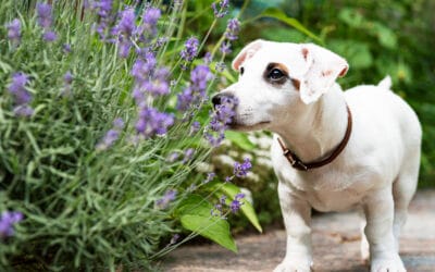 herbs and hounds: exploring good & bad herbs for your dog in viera, fl