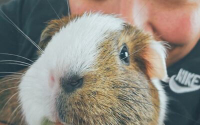 rover alternative viera pet sitter