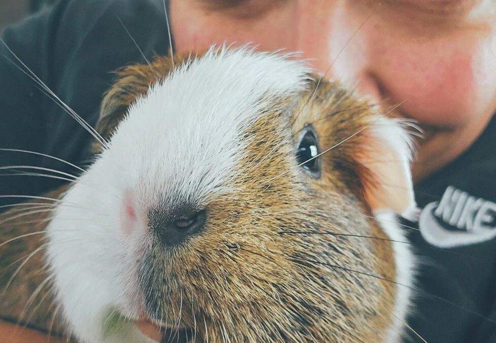 Looking for a Rover Alternative in Viera? Here’s What to Know About Professional Pet Care