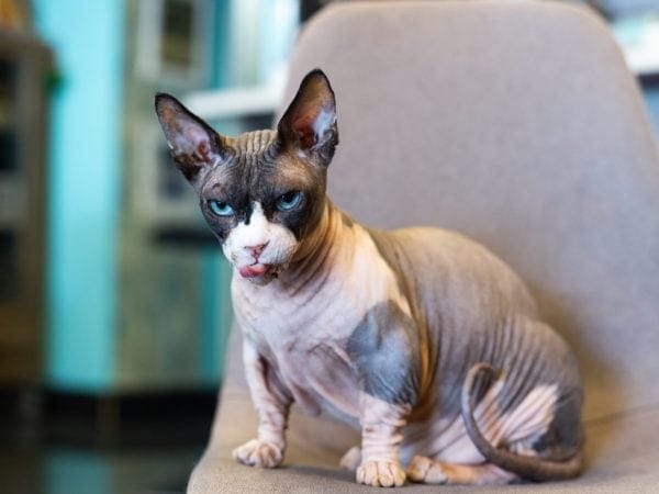 hairless bambino cat rare cat sitting viera rockledge