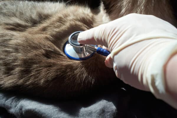 heartbeat highlights: how to check your dog’s vital signs at home in viera 1