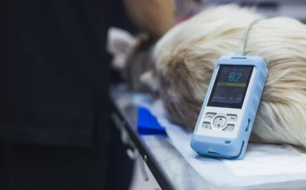 checking dog vital signs at home in viera