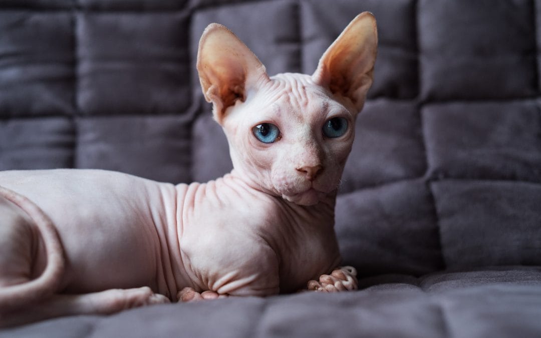 Spotlight on Bambino Cats