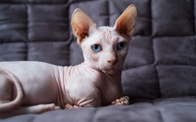 bambino cat sitter near me viera suntree rockledge melbourne fl