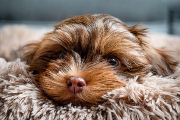 adorable puppy lying on a cozy blanket, showcasing peaceful pet sitting in brevard county, florida.