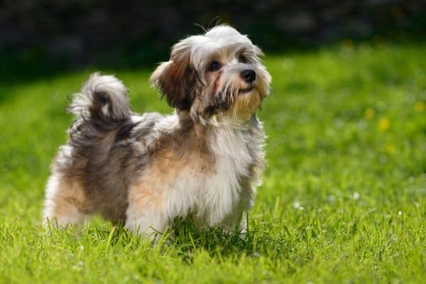 cute small dog standing on green grass in backyard.
