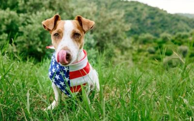 how to prepare your pet for fireworks in brevard county