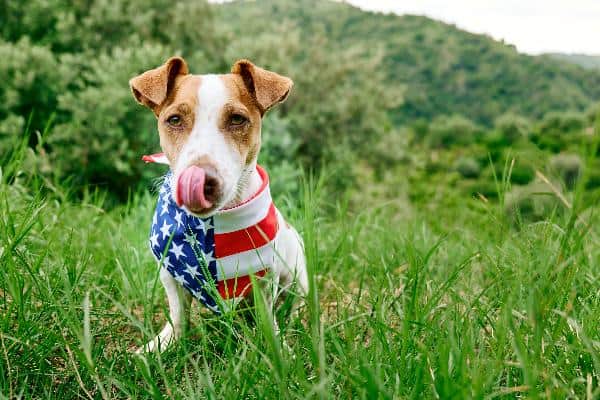 How to Prepare Your Pet for Fireworks: A Holiday Safety Checklist