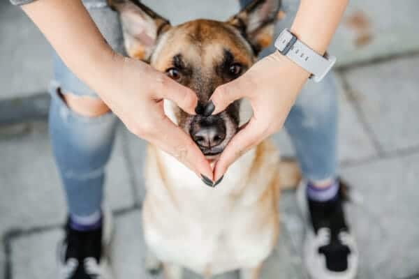 donating a pacemaker to a dog in viera