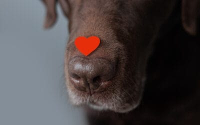 close-up of a brown dog's nose with a small red heart shape near it.