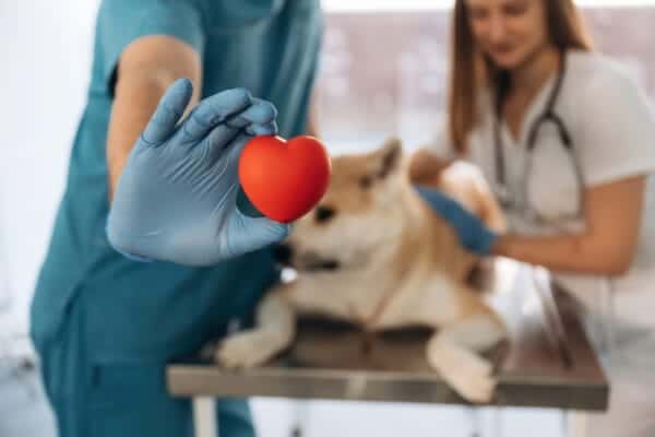 donating a pacemaker to a dog in viera medical care for dogs in viera