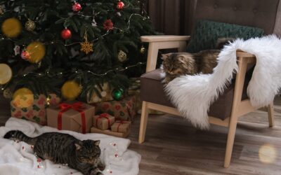 holiday cat sitting rockledge viera