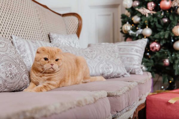 holiday pet sitting in viera cat sitter near rockledge