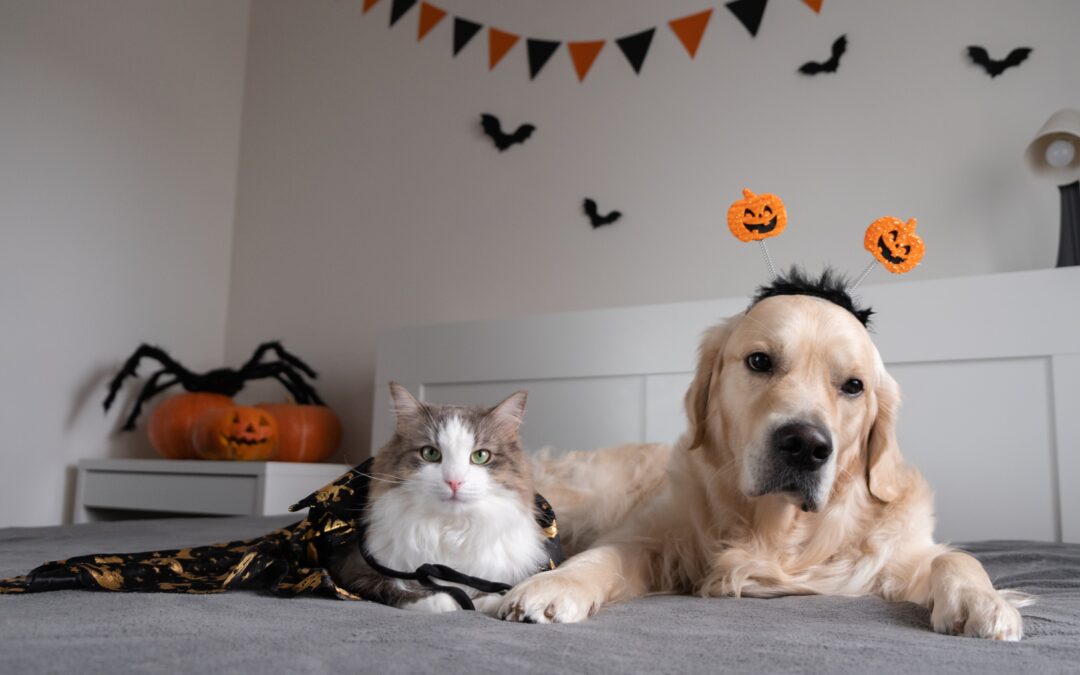 Pet-Friendly Halloween Events in Viera and Brevard County (2026)