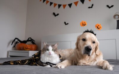 pet-friendly halloween events in viera fl features a dog and cat in halloween costumes with festive.
