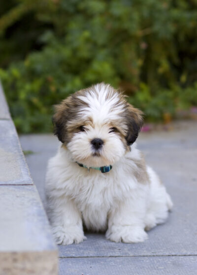 lhasa apso breed puppy