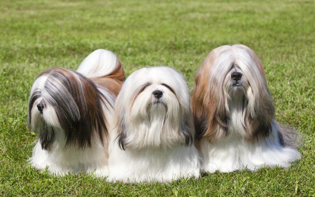 Lhasa Apso Breed Guide: History, Care and Grooming