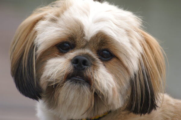 lhasa apso breed guide: history, care and grooming for pet parents