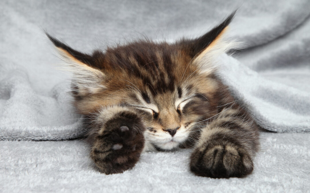 Maine Coon Cat Breed Guide: Size, Care and History