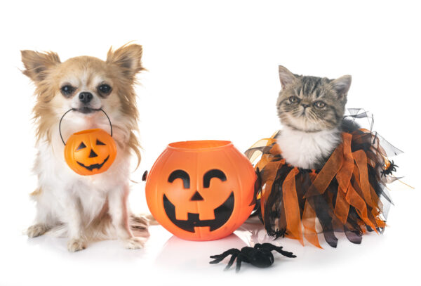 halloween pet events space coast